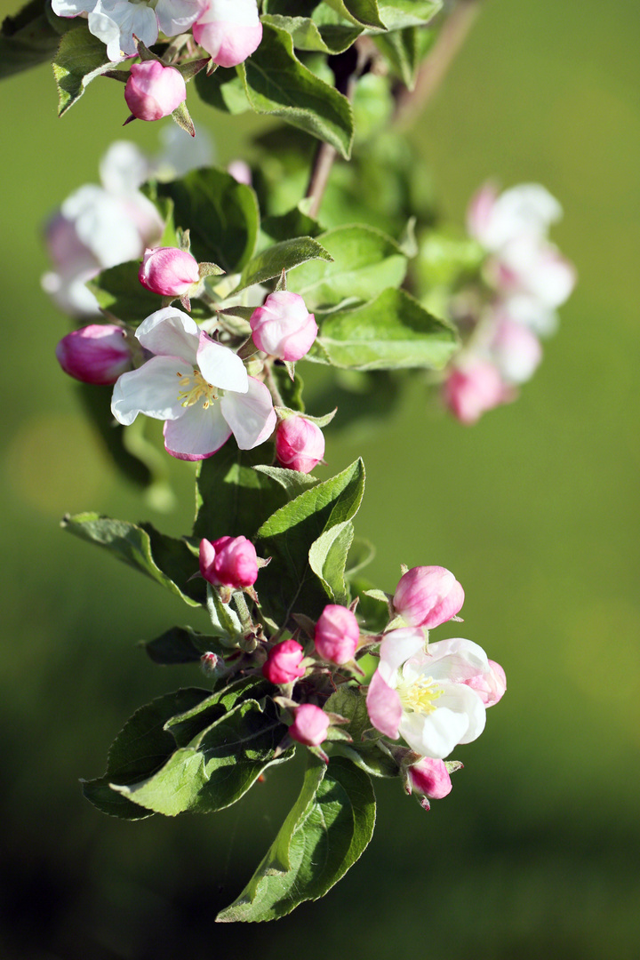 Apfelblüten