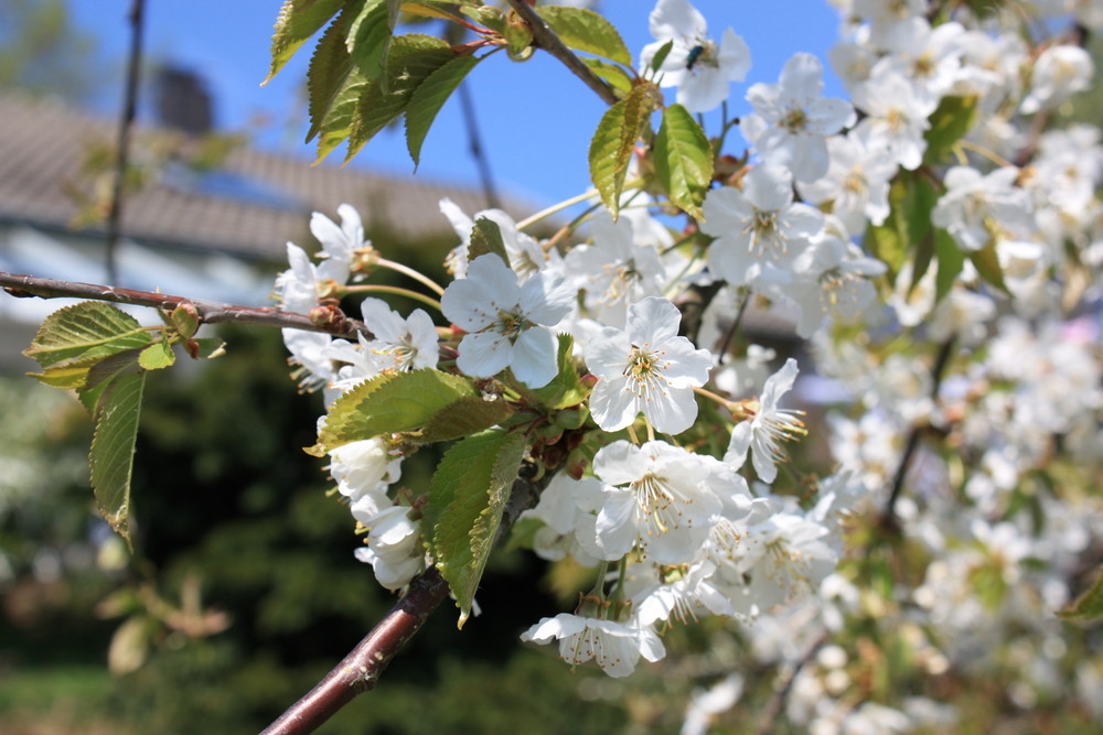 Apfelblüten