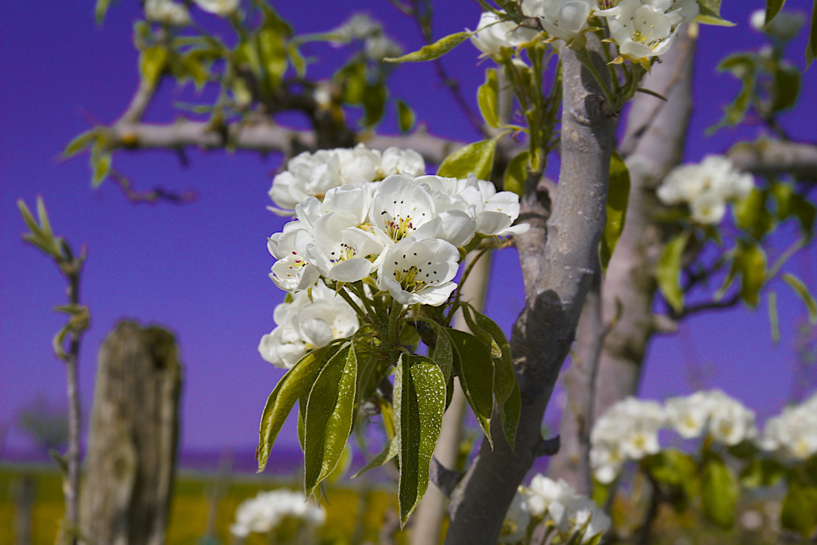 Apfelblüten