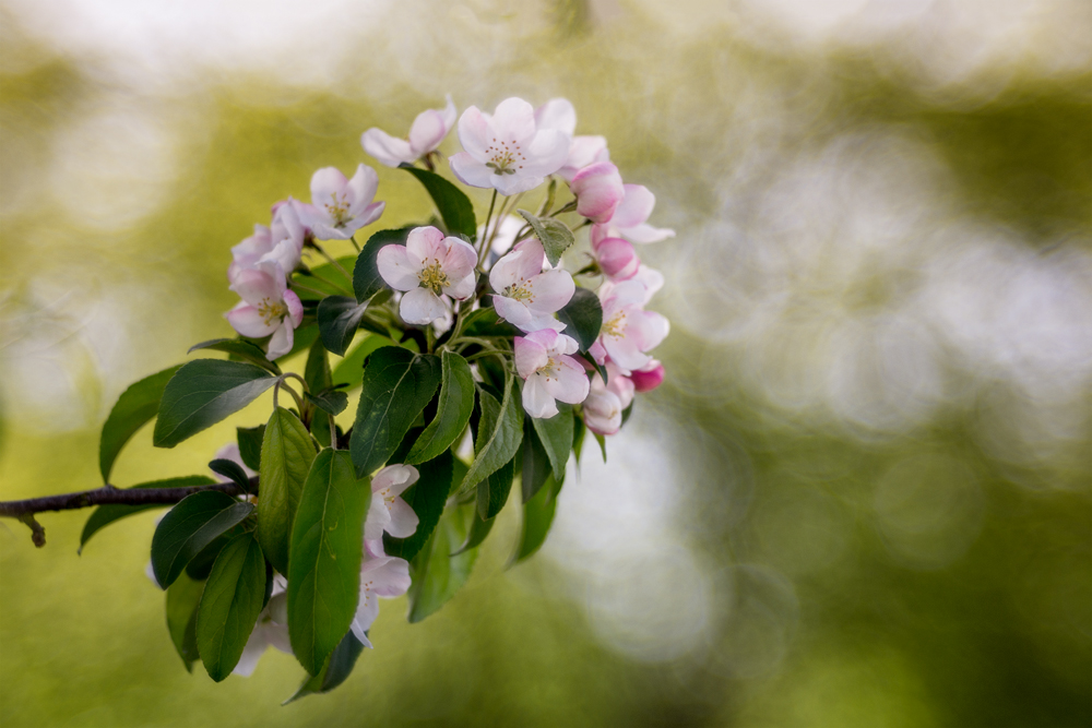 Apfelblüten