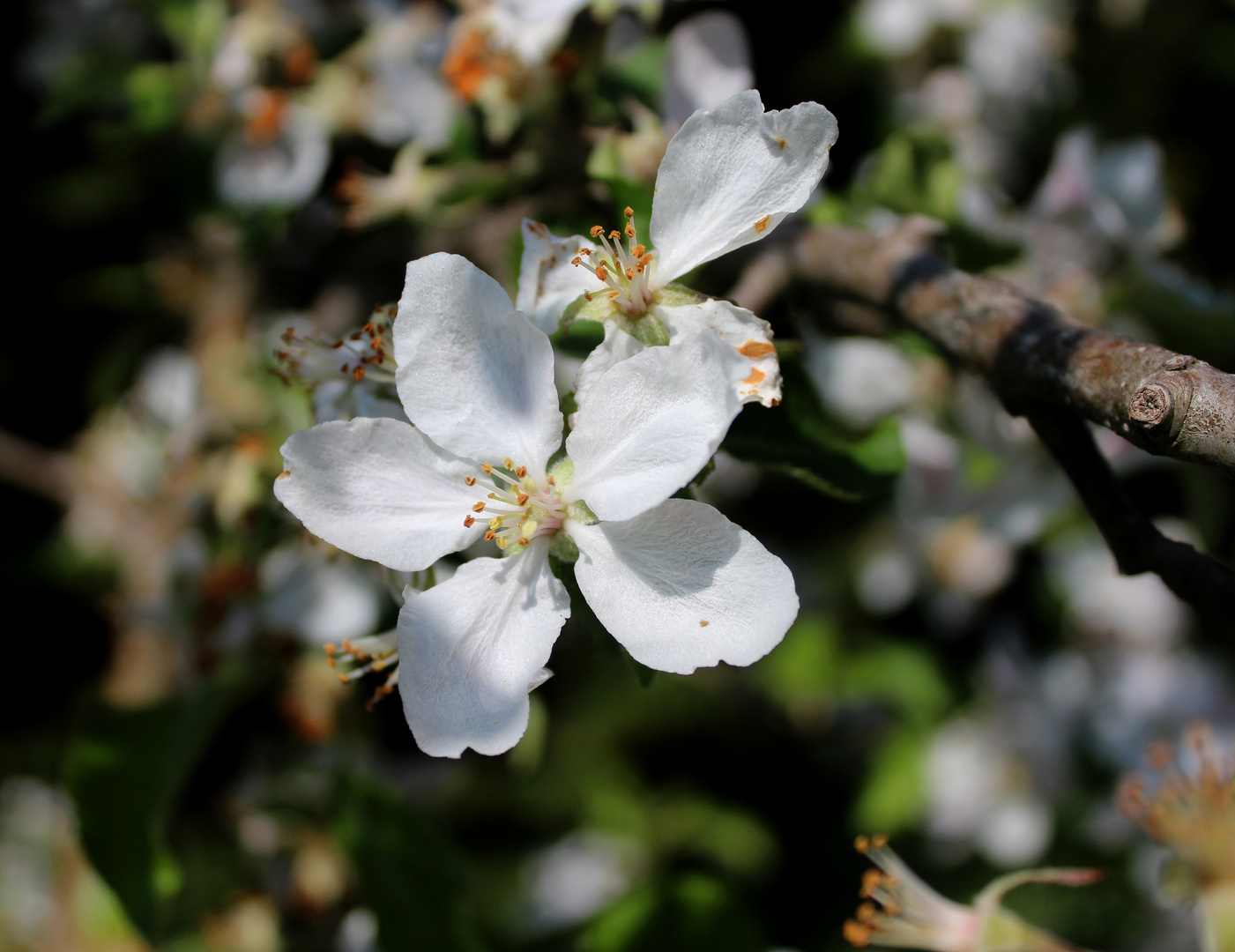 Apfelblüten ...