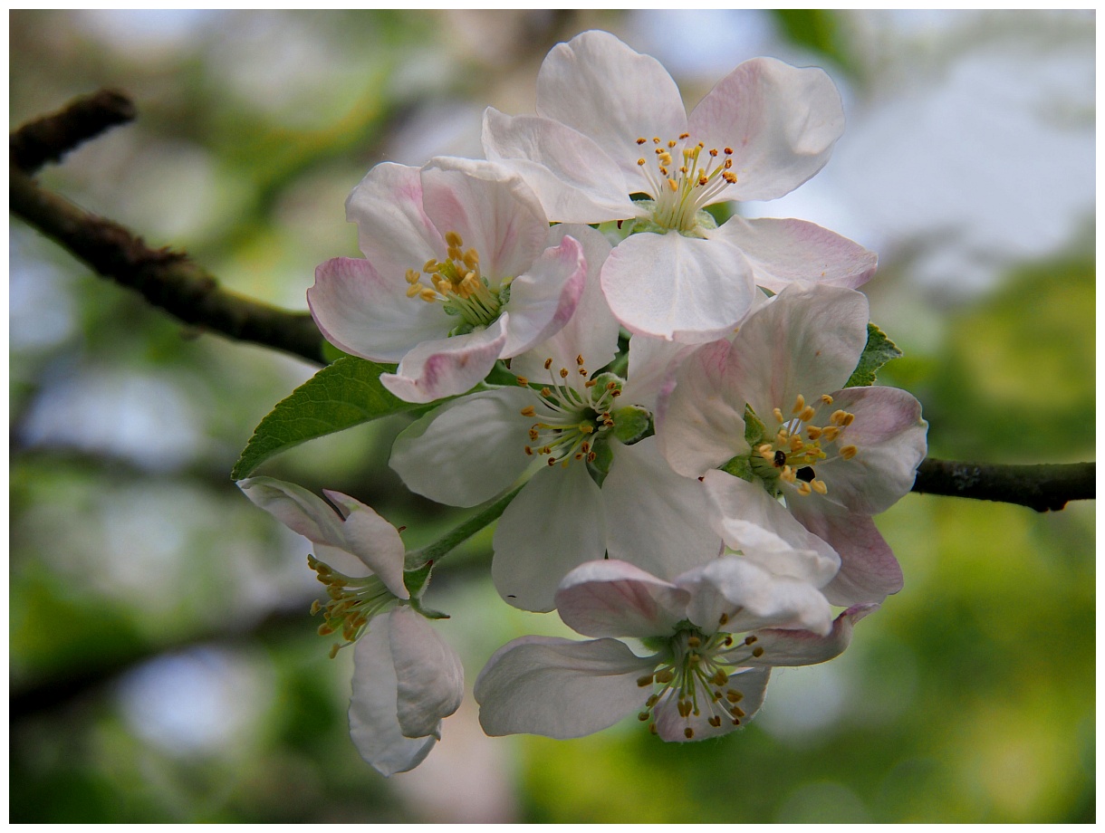 Apfelblüten