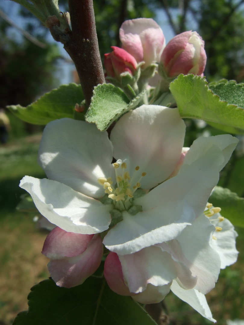 Apfelblüten