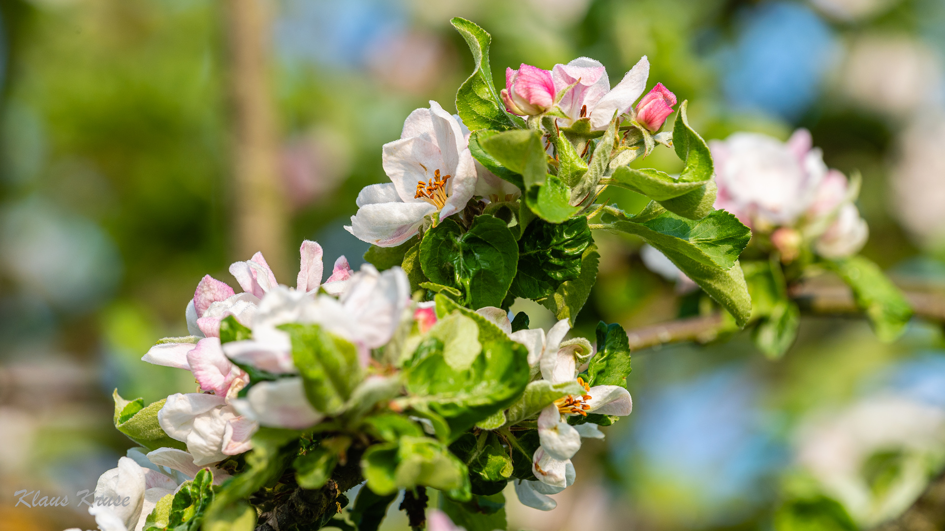 Apfelblüten