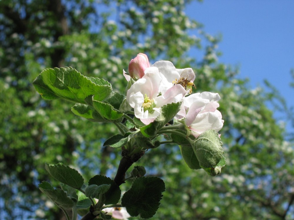 Apfelblüten