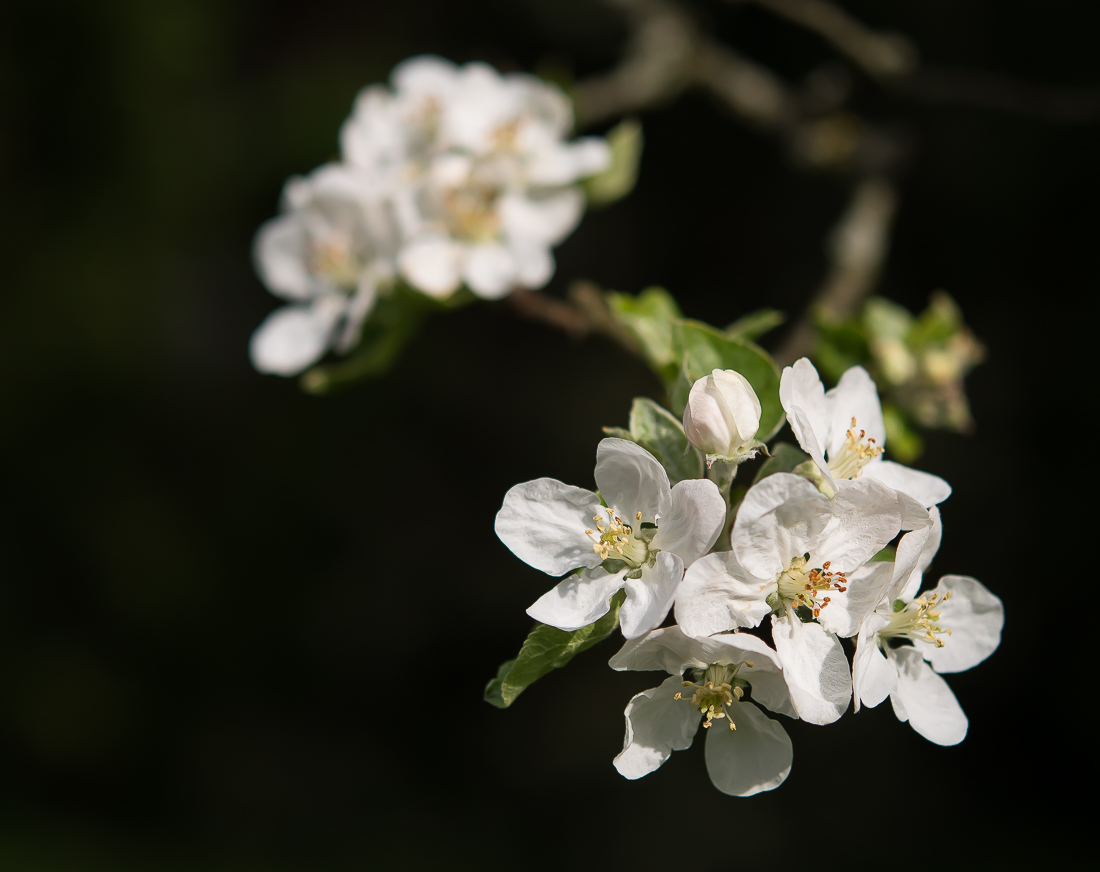 APFELBLÜTEN