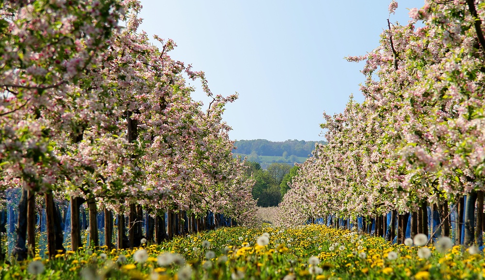 Apfelblüten