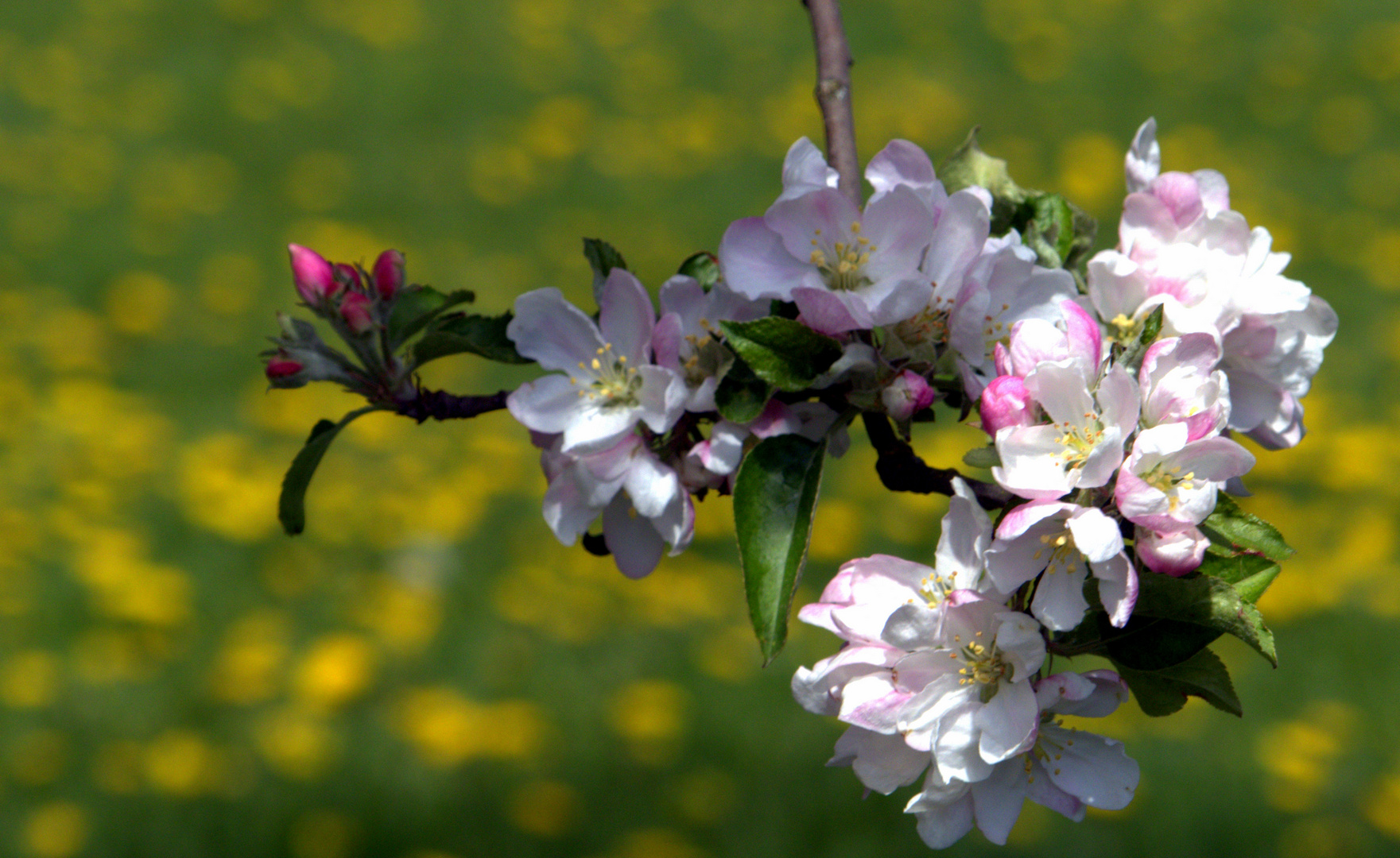 Apfelblüten