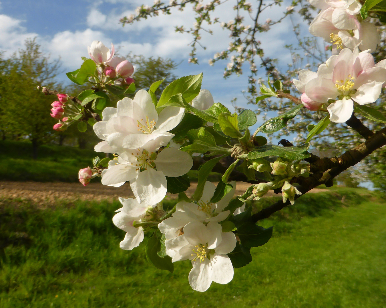 Apfelblüten