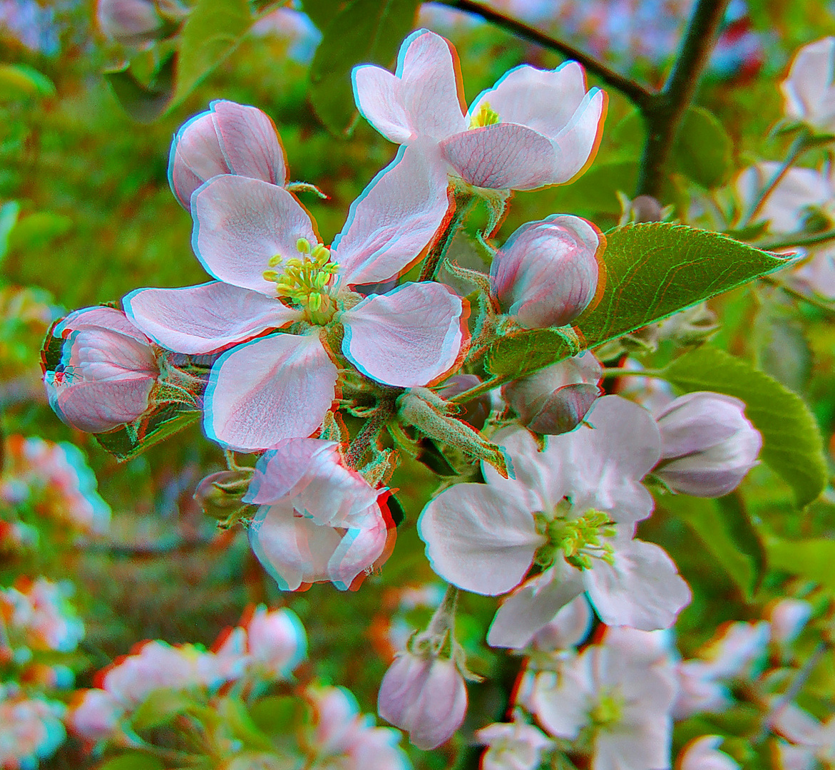 Apfelblüten (3D-Foto)