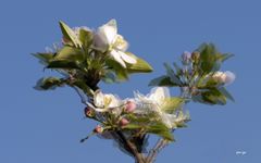 Apfelblüten -  3D Intertlaced Bild an einem Polfilter Monitor oder 3D TV anschauen.