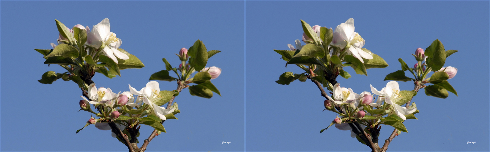 Apfelblüten - 3D Kreuzblick