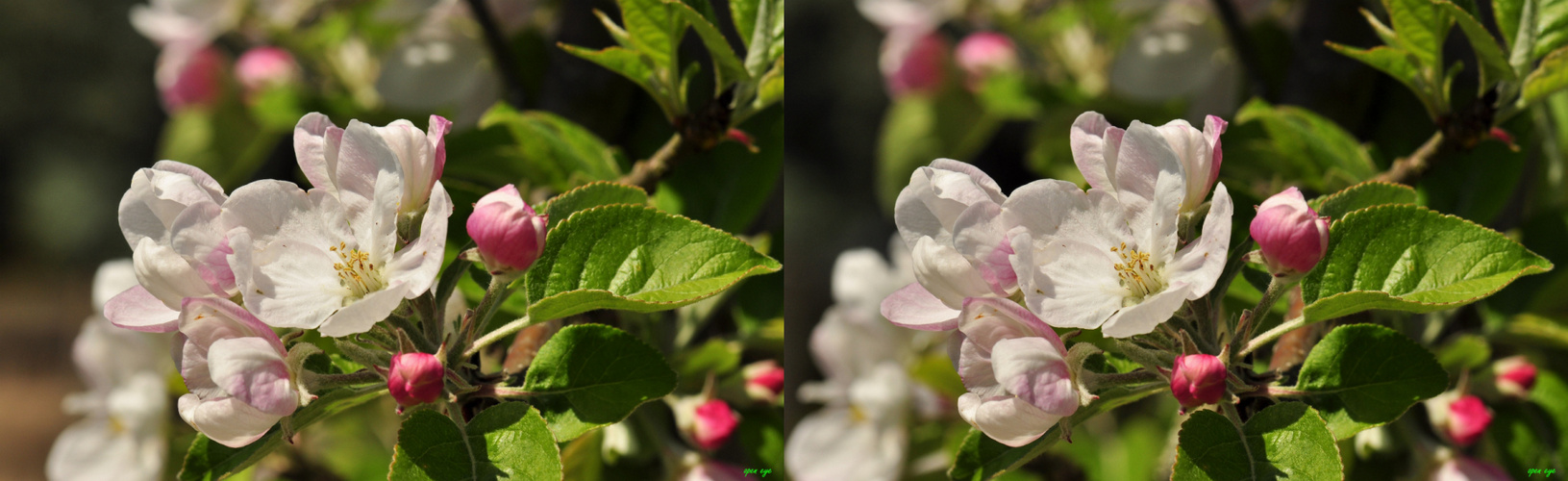 Apfelblüten - 3D Kreuzblick