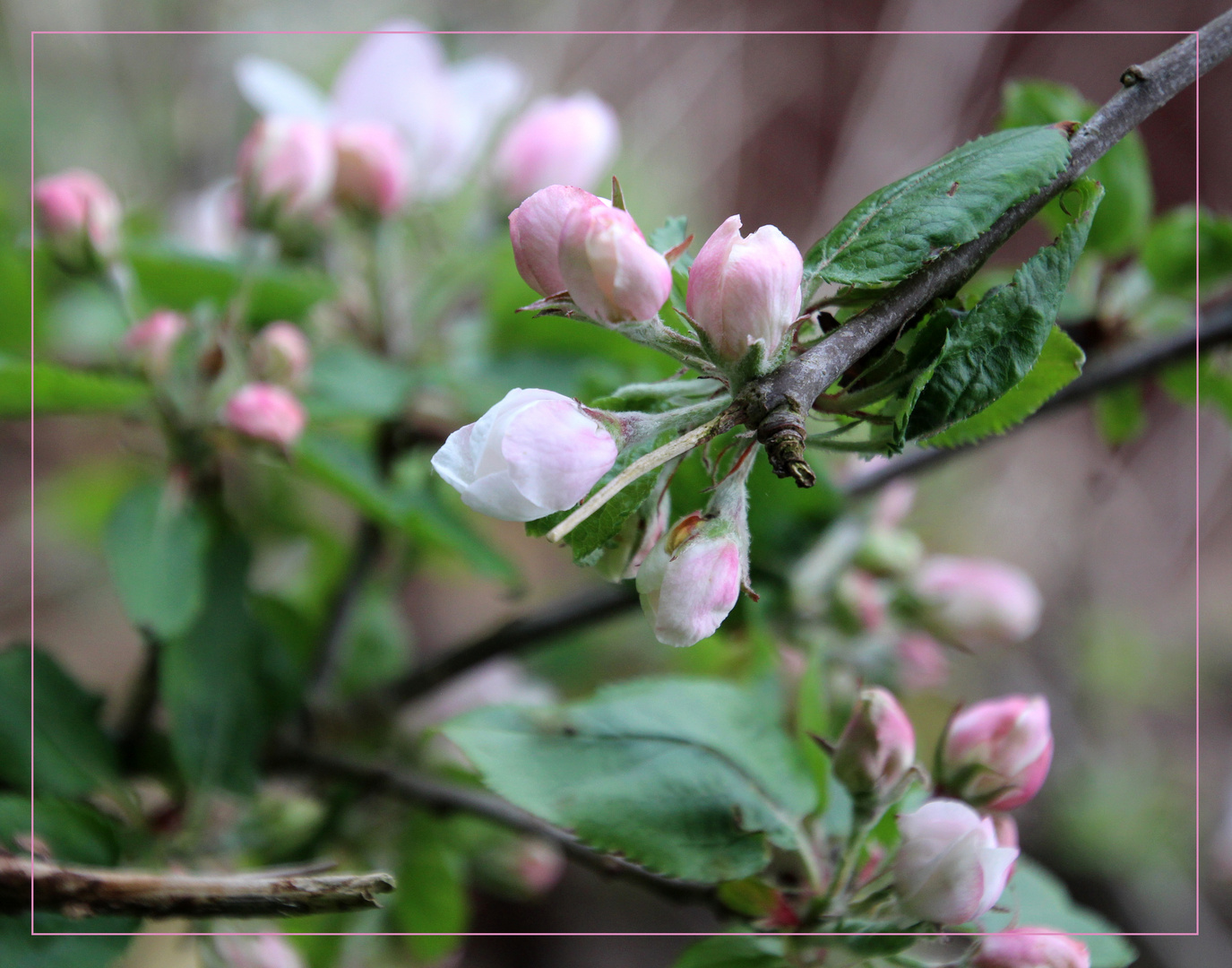 Apfelblüten  ...