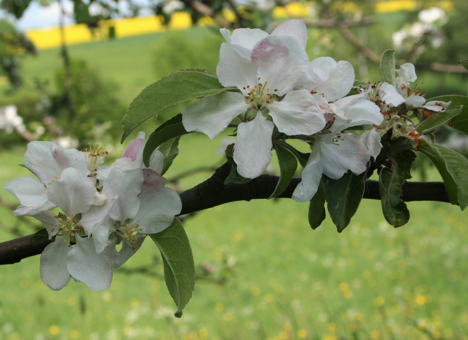 Apfelblüten