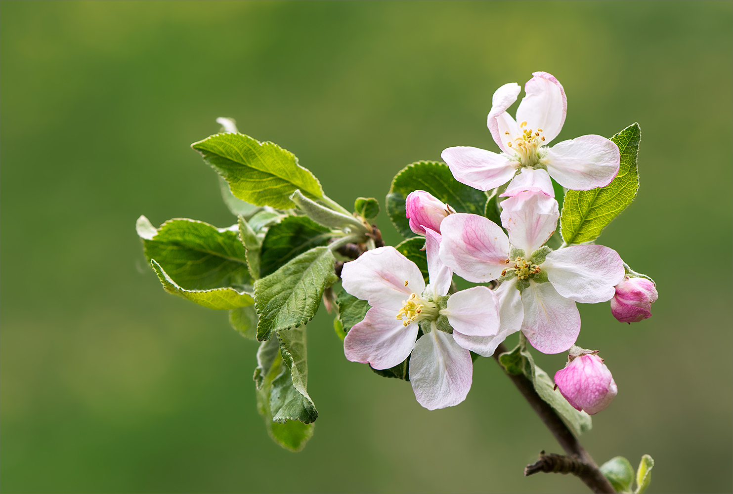 Apfelblüten Foto & Bild | mai, makro, frühling Bilder auf fotocommunity