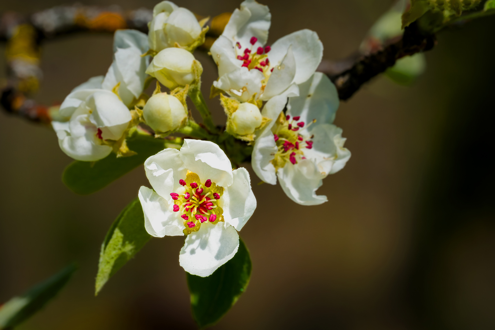 Apfelblüten