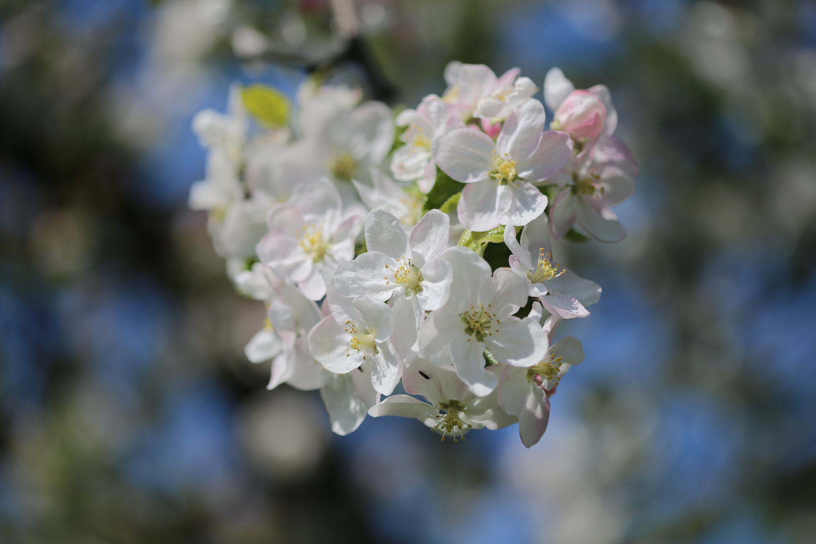 Apfelblüten