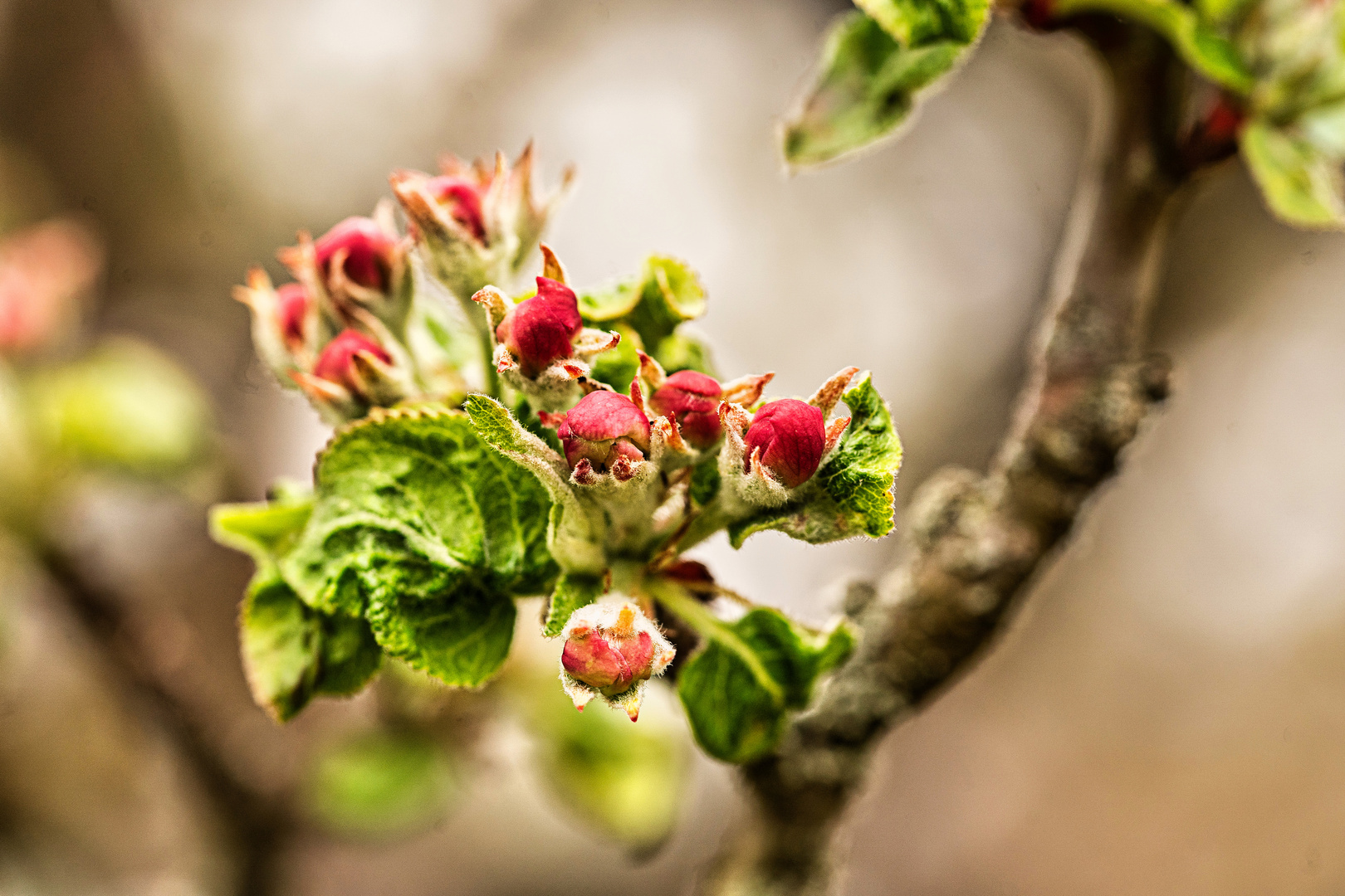 Apfelblüten