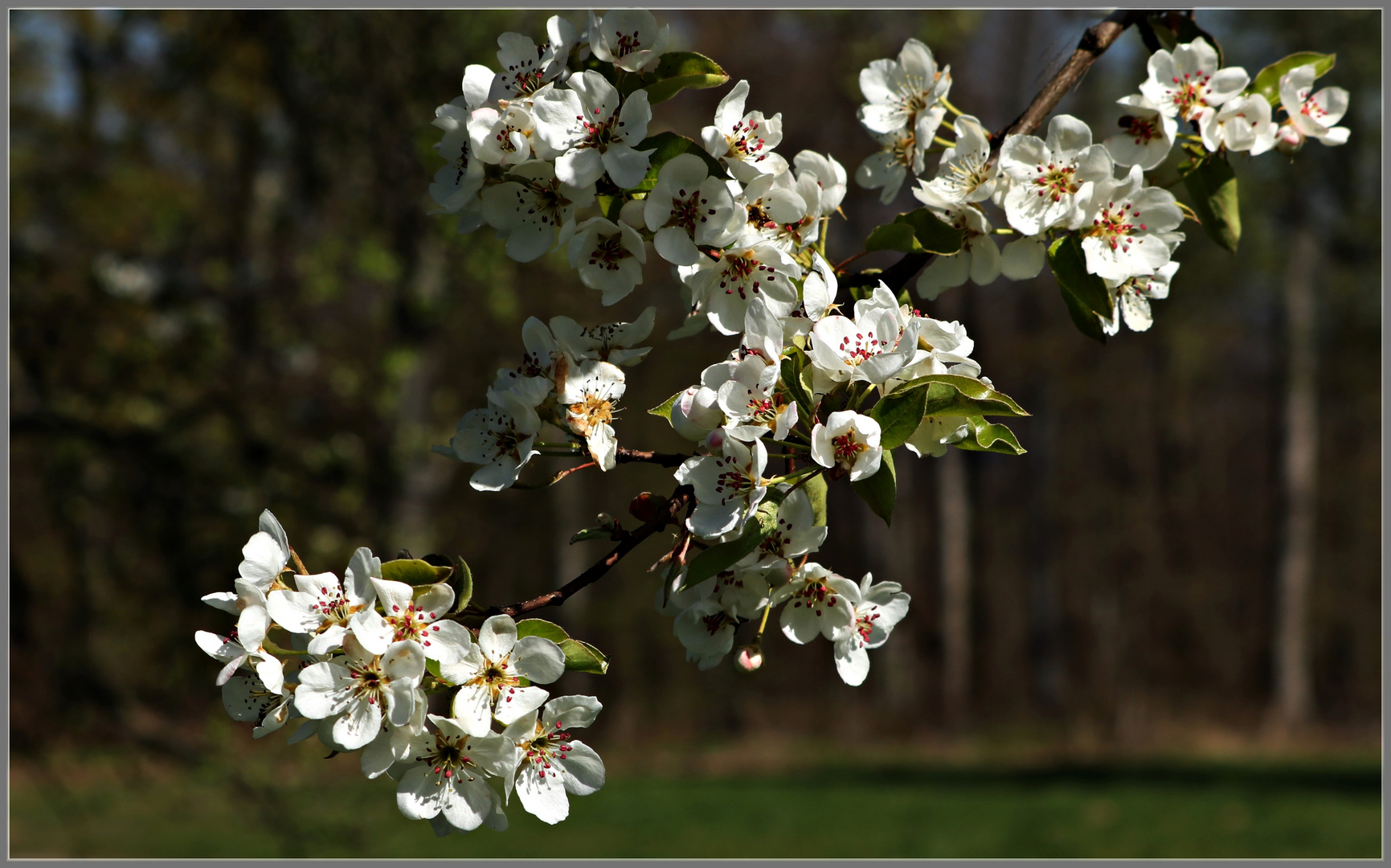 Apfelblüten