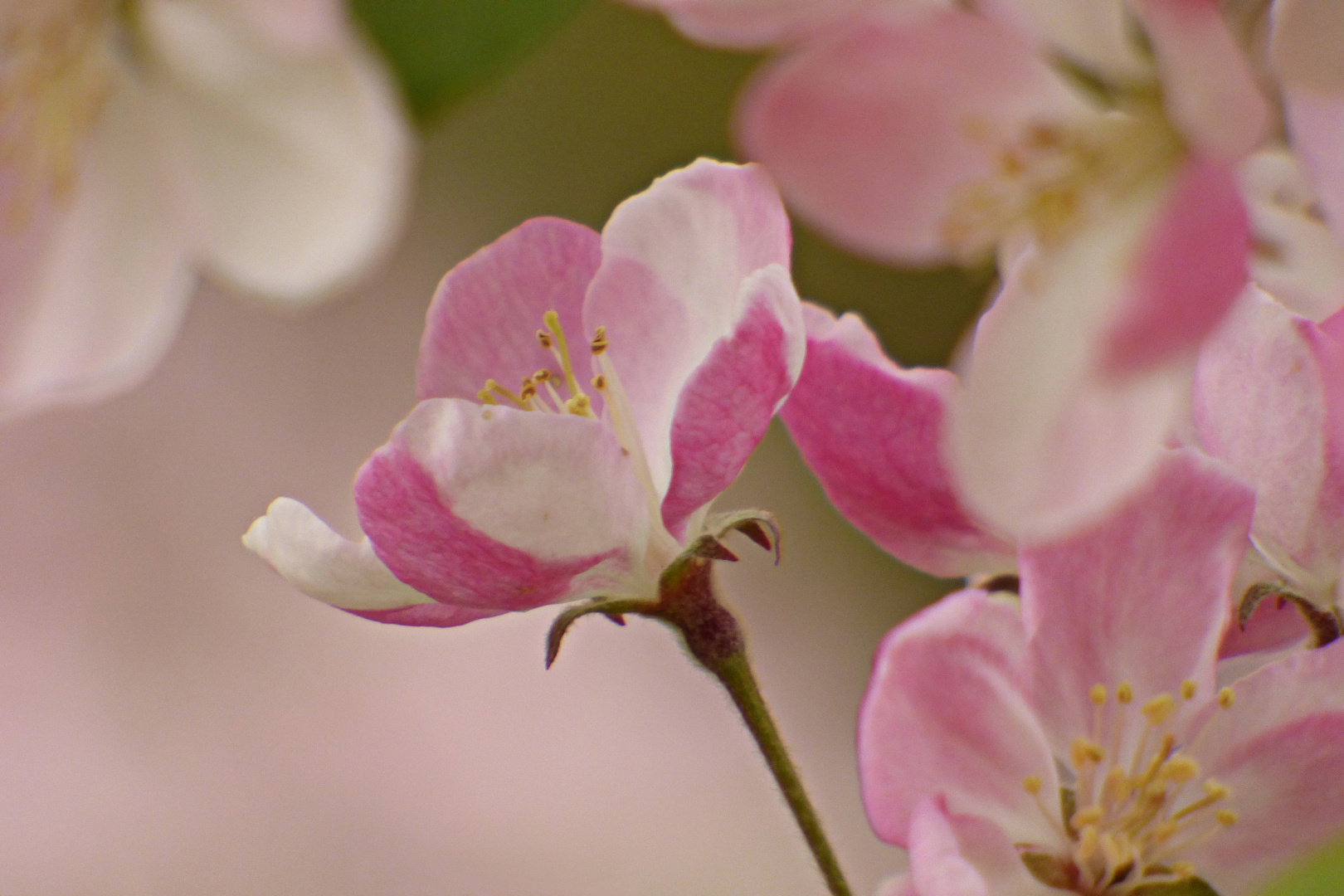 Apfelblüten 