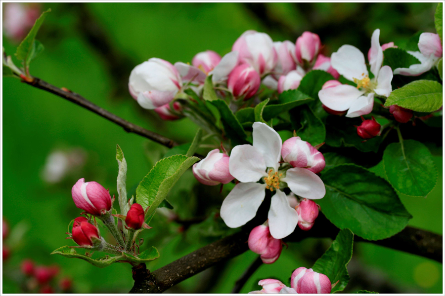 Apfelblüten