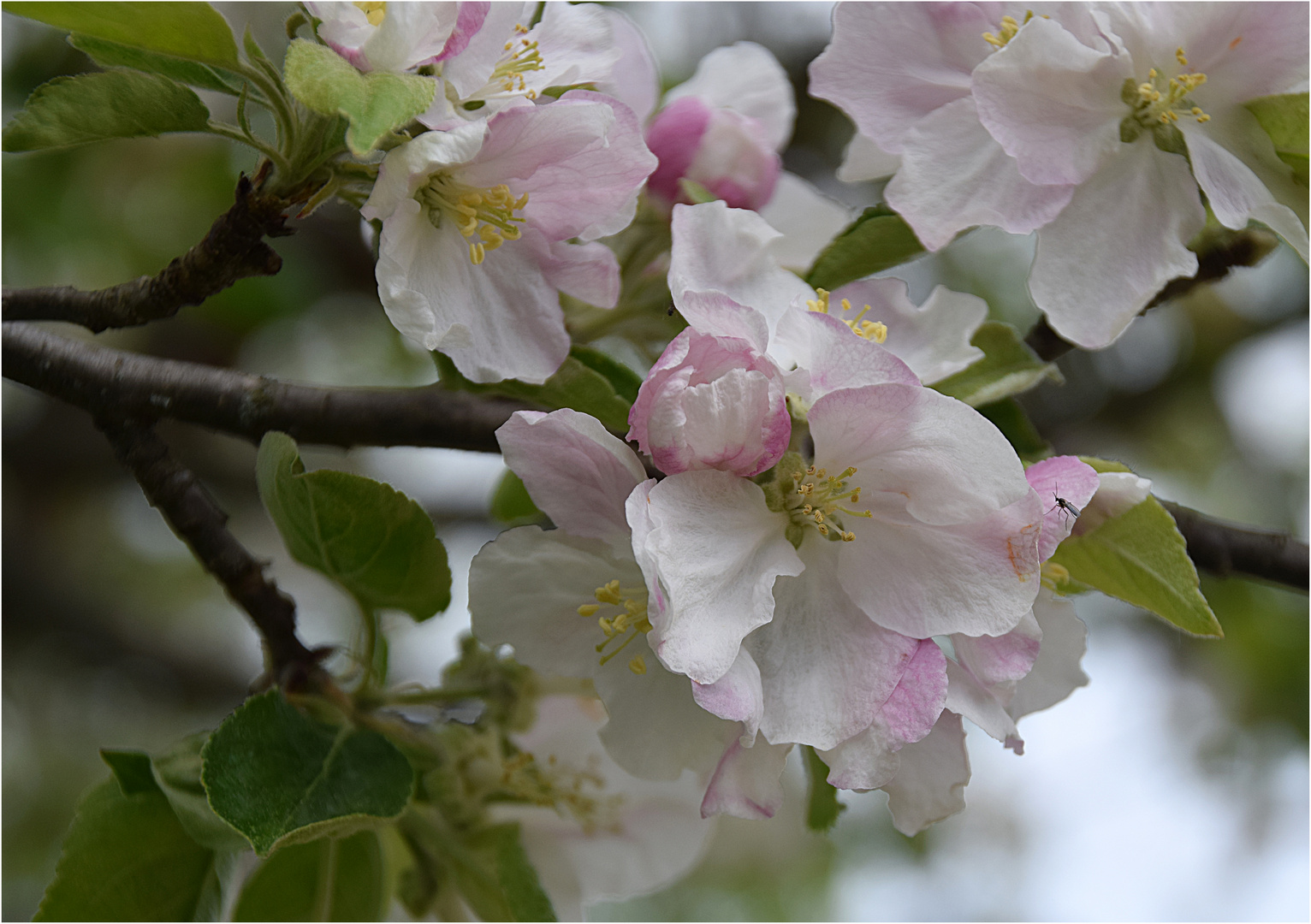 Apfelblüten Foto & Bild | makro, bäume, frühling Bilder auf fotocommunity