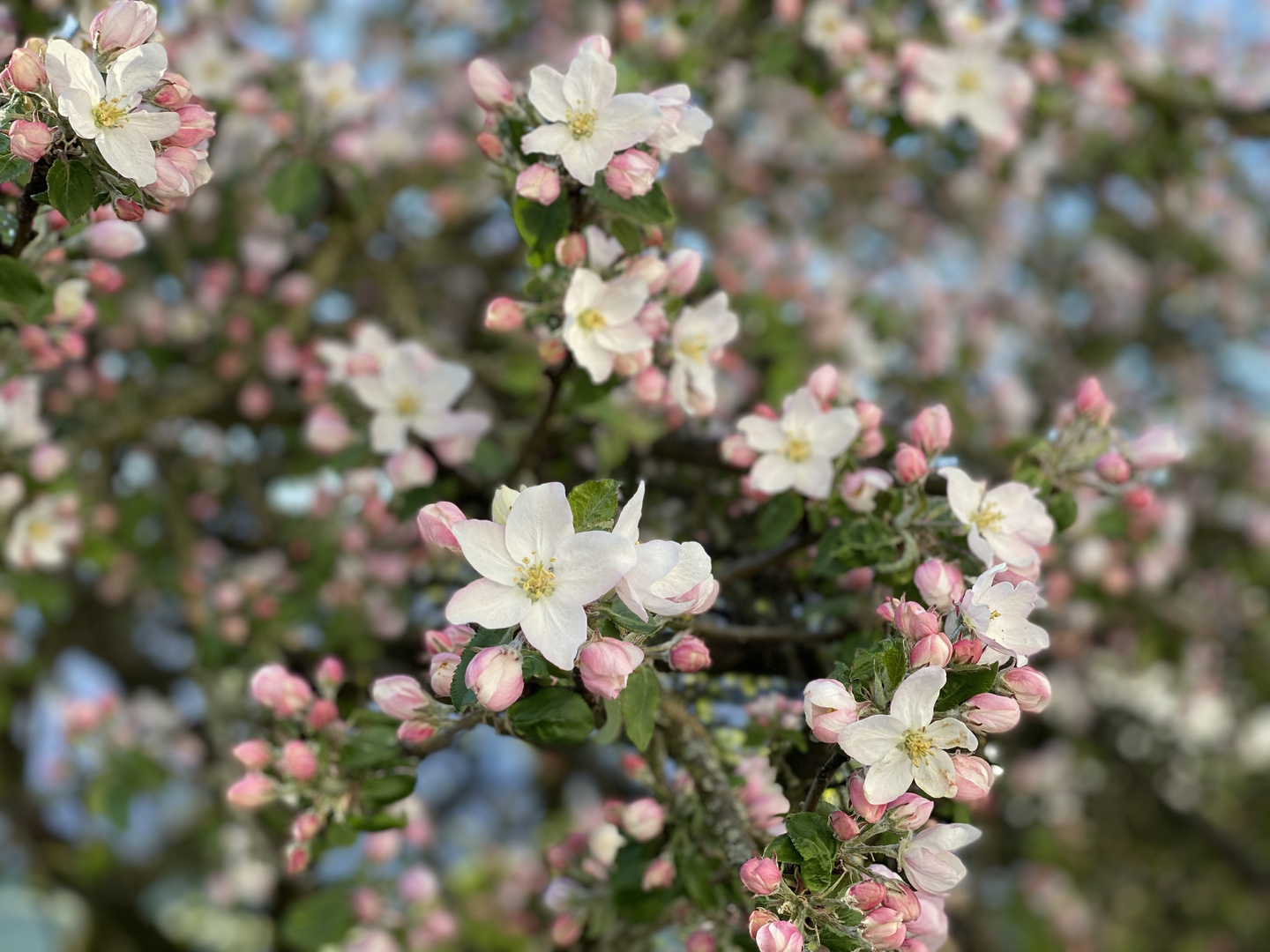 Apfelblüten 