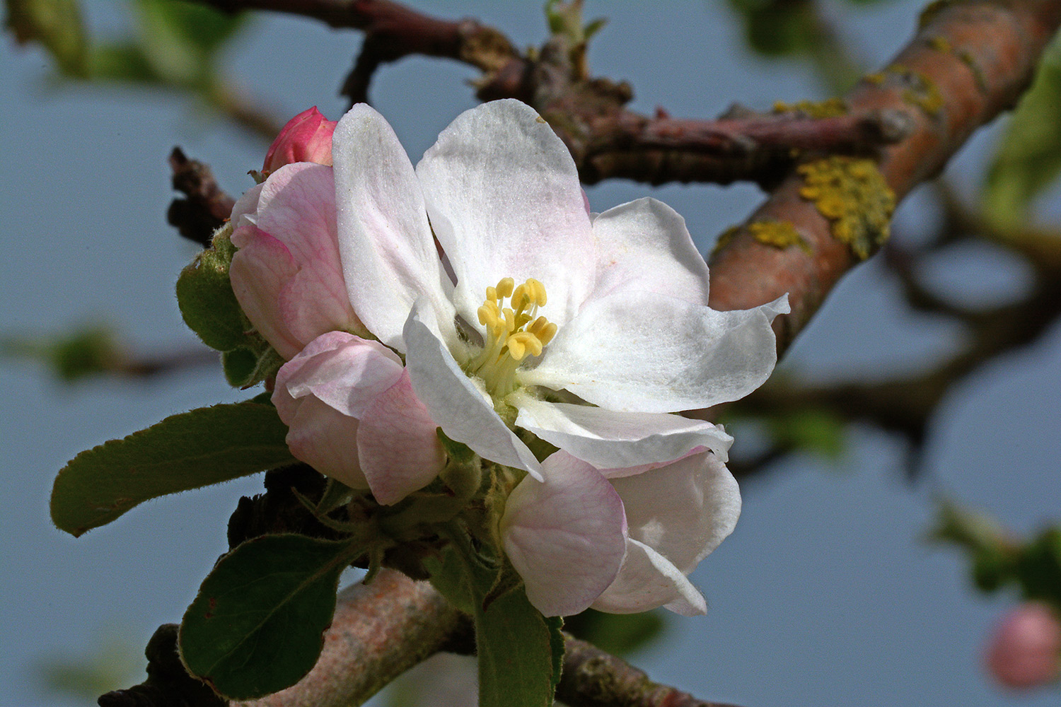 Apfelblüten