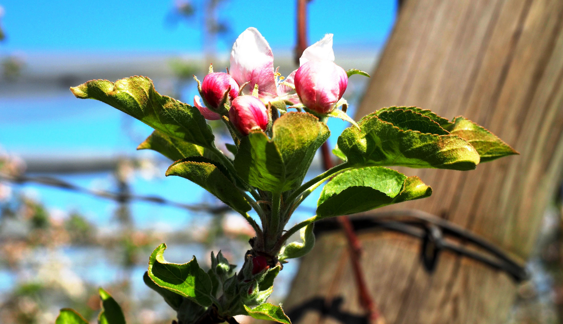 Apfelblüten