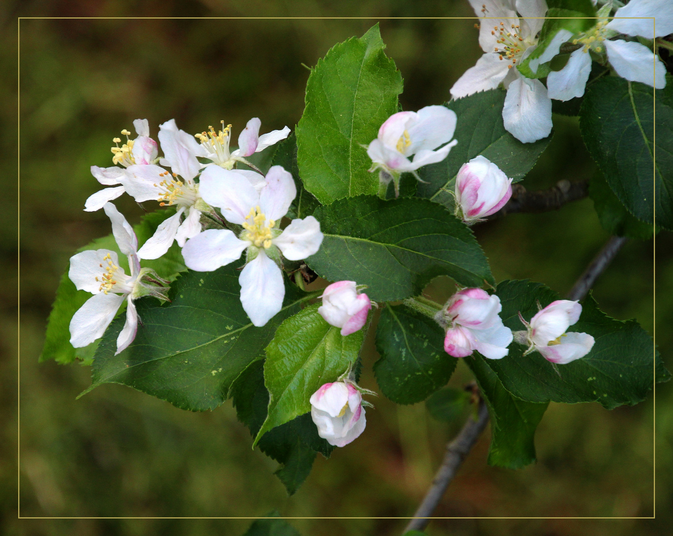 ~  Apfelblüten  ~