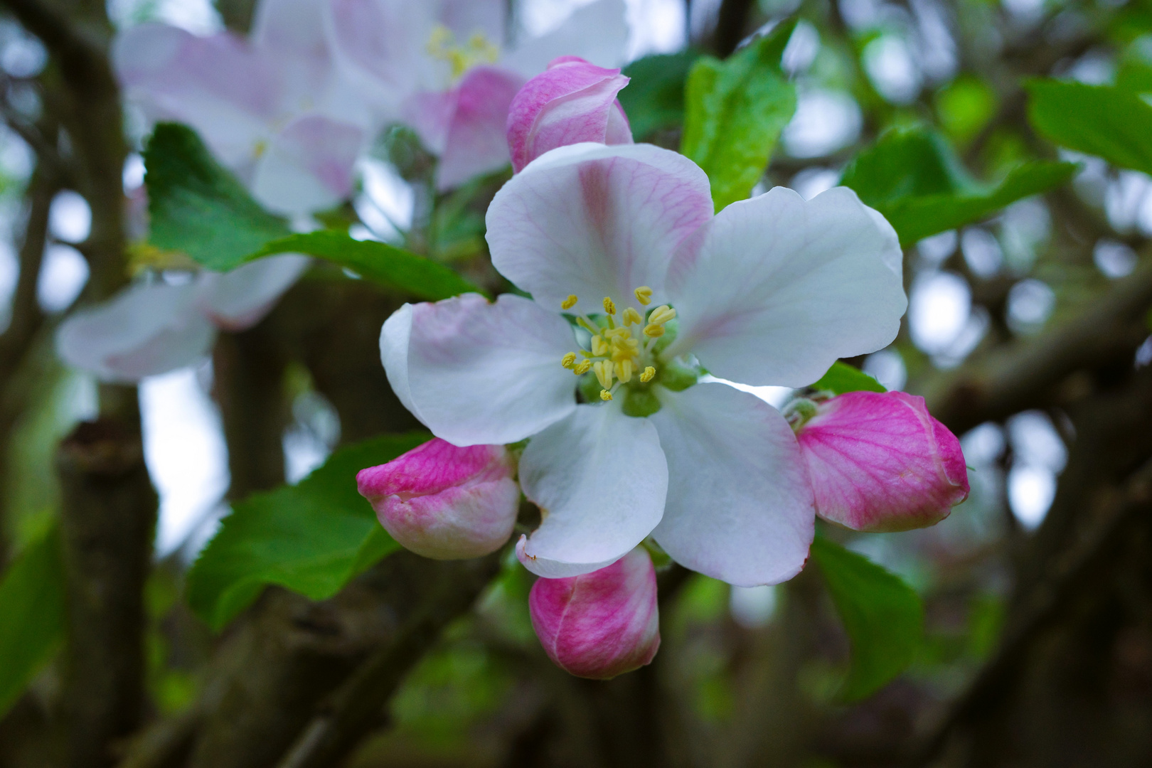 Apfelblüten