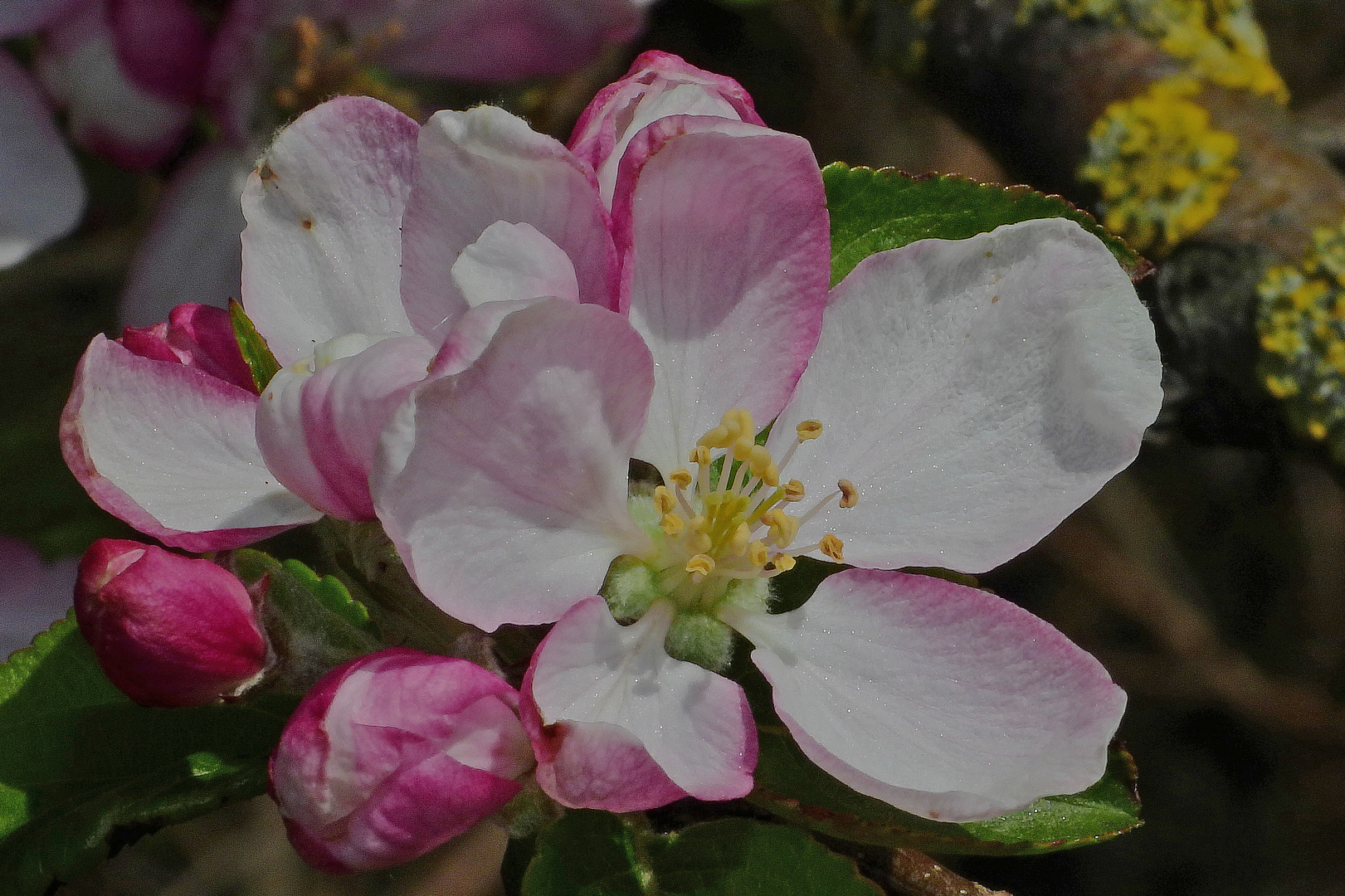 Apfelblüten 