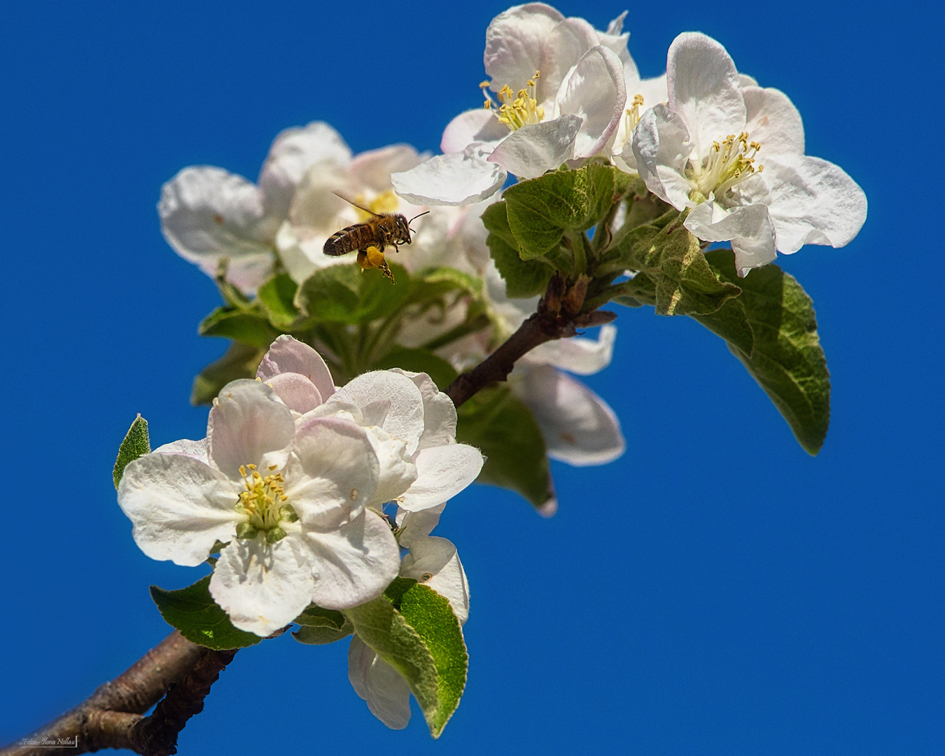 Apfelblüten