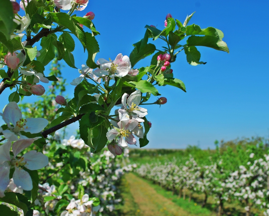 Apfelblüten