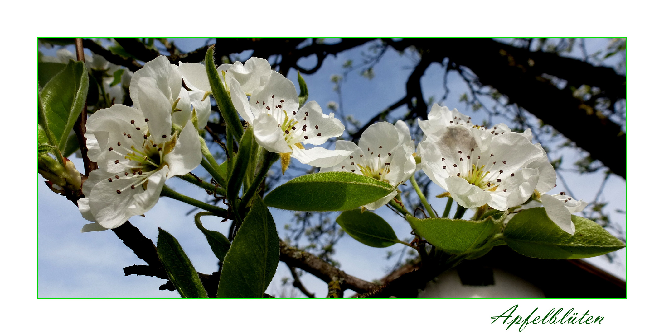 Apfelblüten