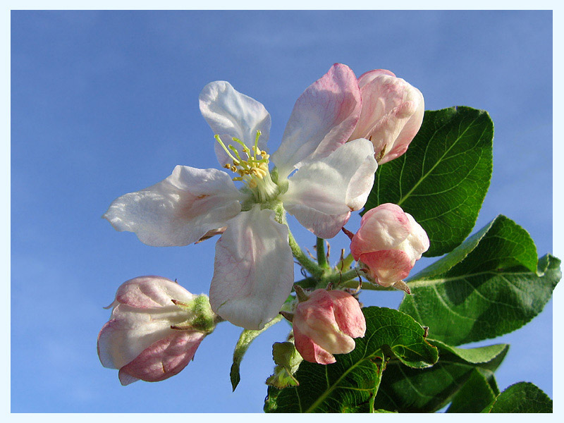 "Apfelblüten"