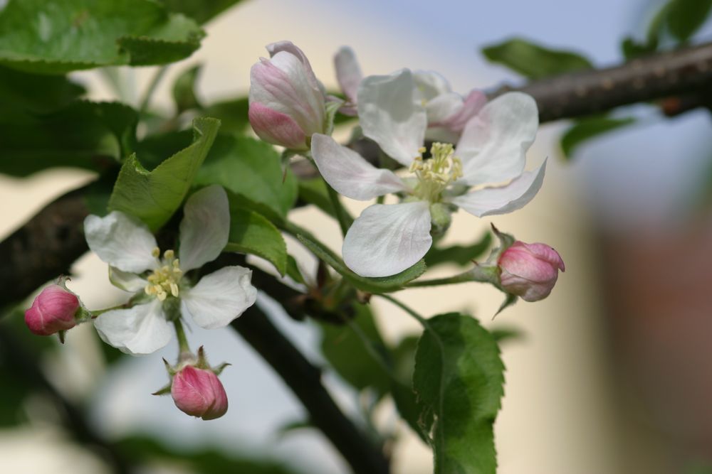 Apfelblüten