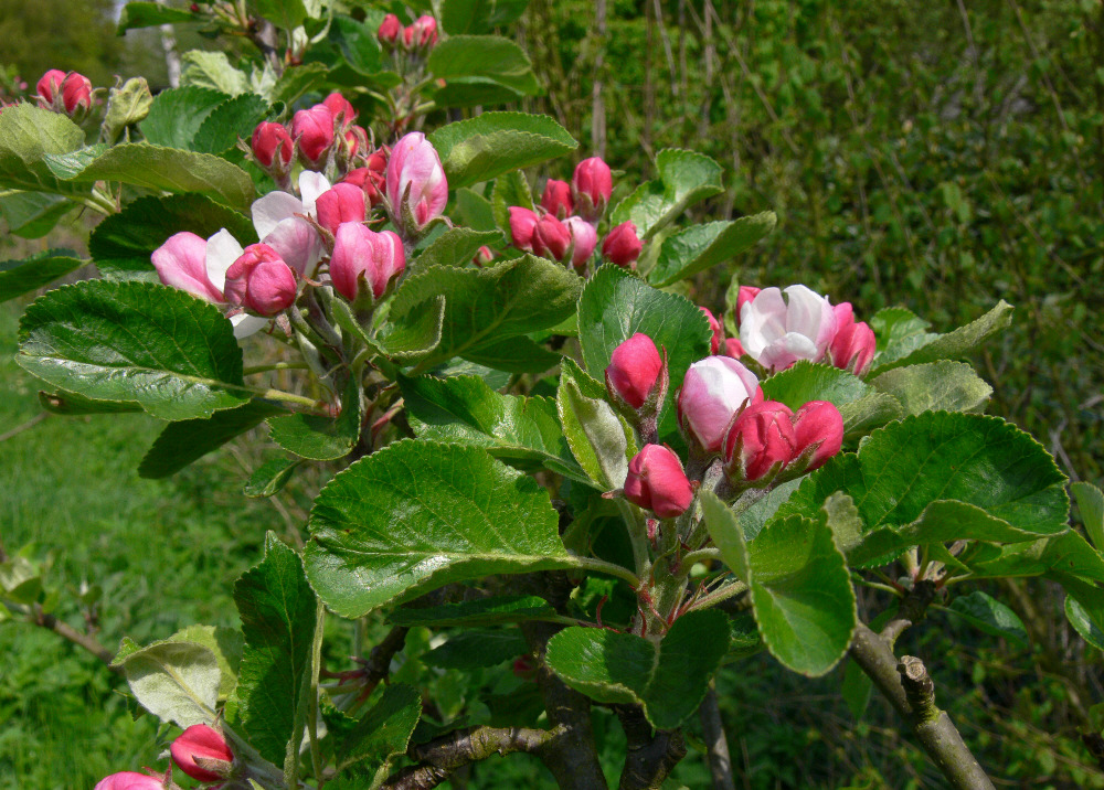 Apfelblüten