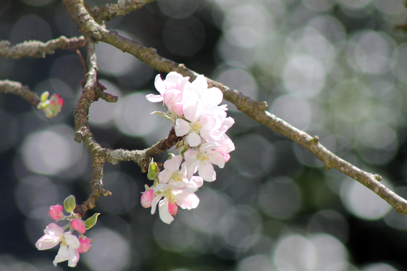 Apfelblüten