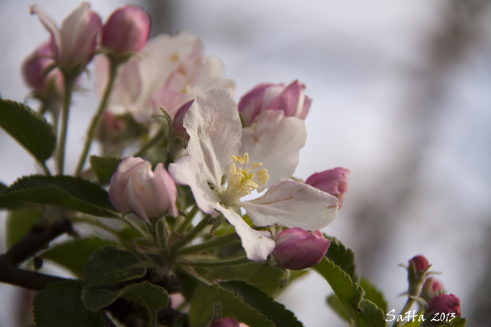 Apfelblüten