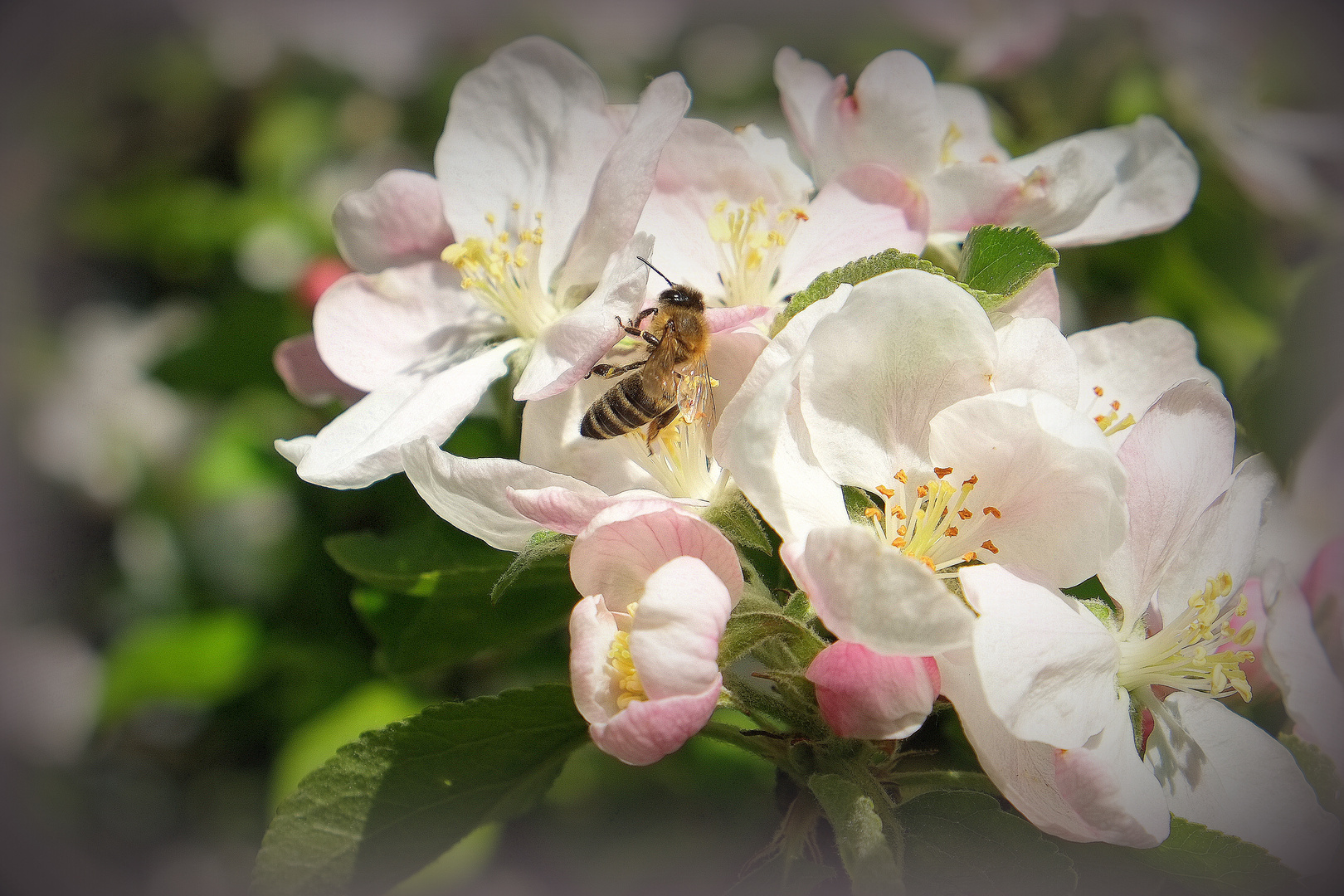 Apfelblüten