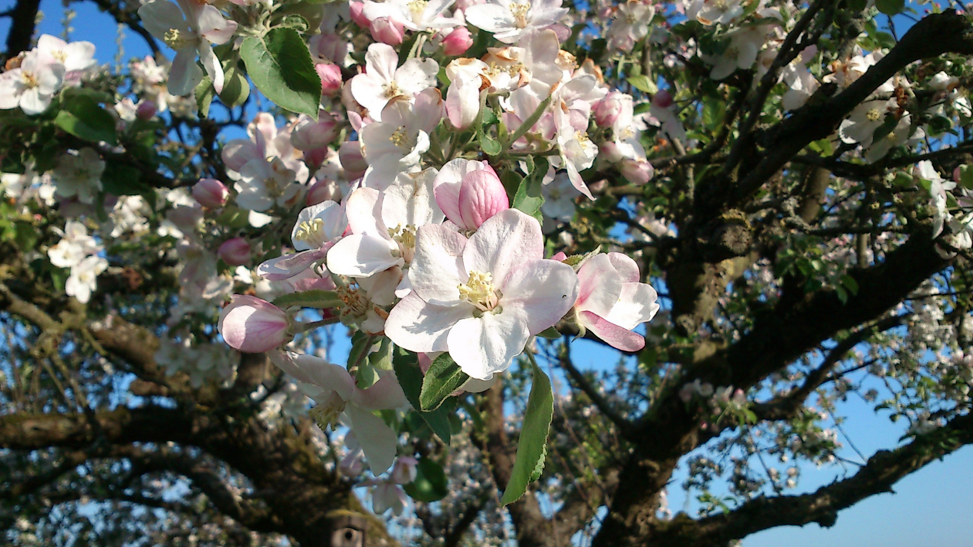 Apfelblüten