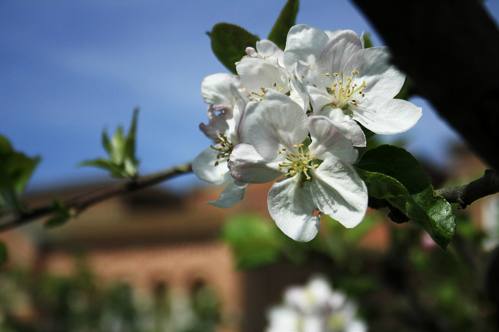 Apfelblüten