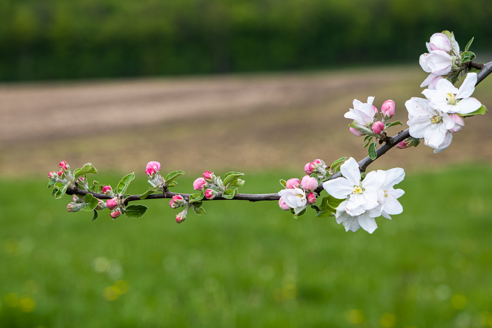 Apfelblüten