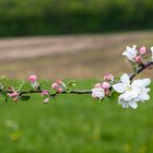 Apfelblüten