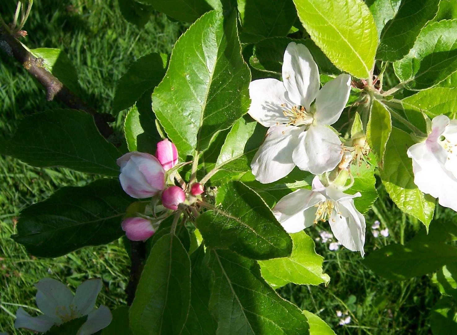 Apfelblüten