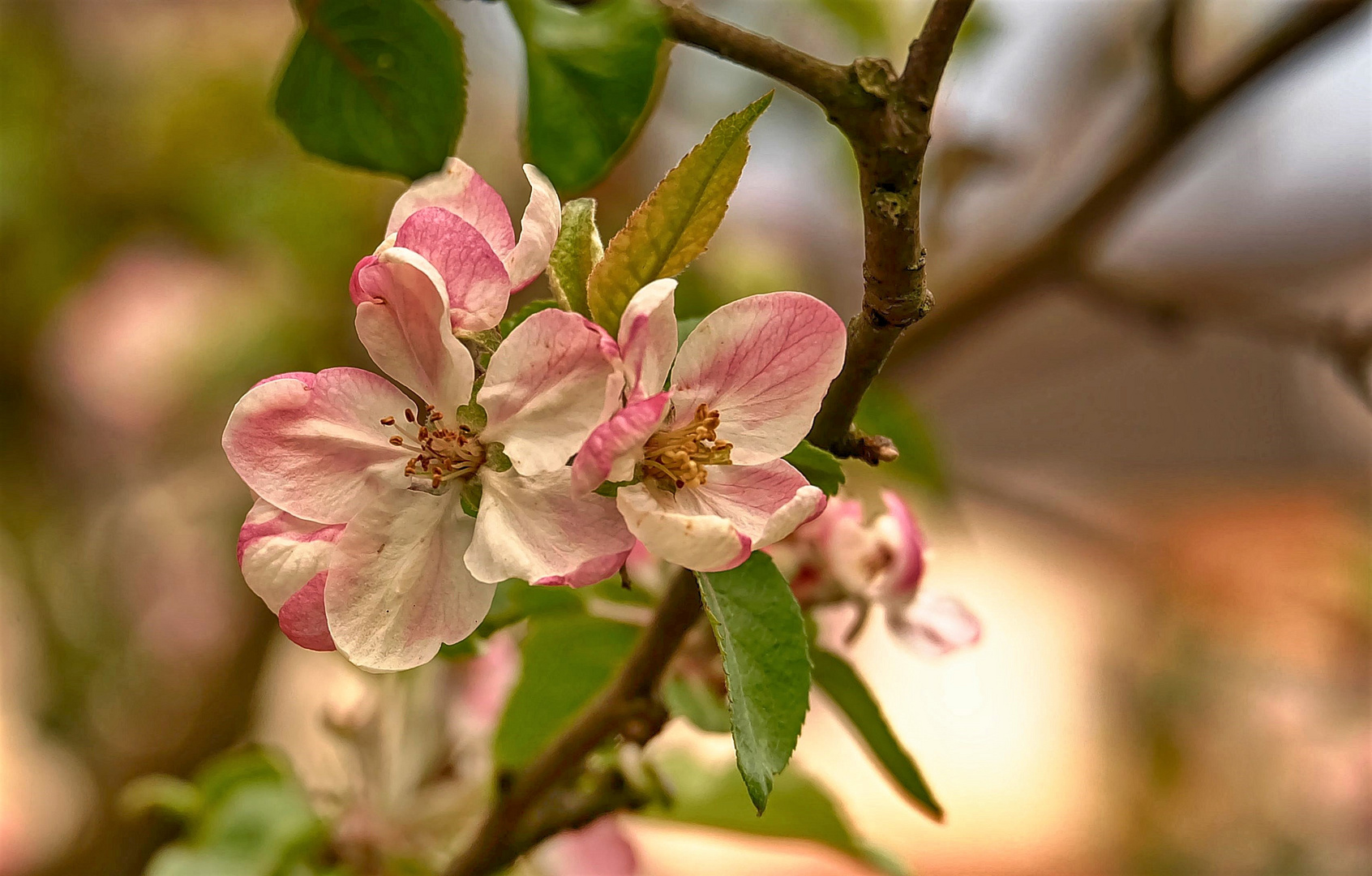 Apfelblüten