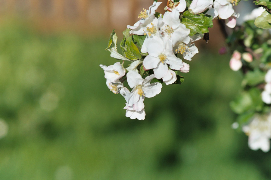 Apfelblüten