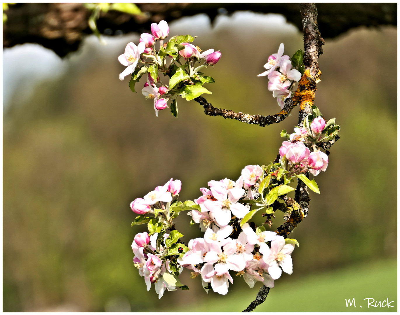 Apfelblüten !